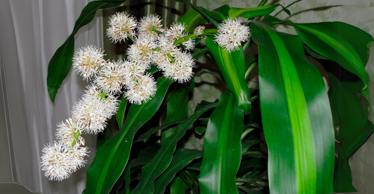 Dracaena Fragrans Floresce? O Fenômeno Raro Que Poucas Pessoas Testemunham!