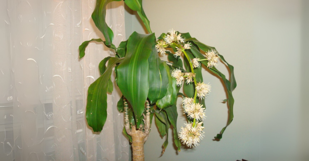 Como Aumentar as Chances de Ver Sua Dracaena Fragrans Florescer?