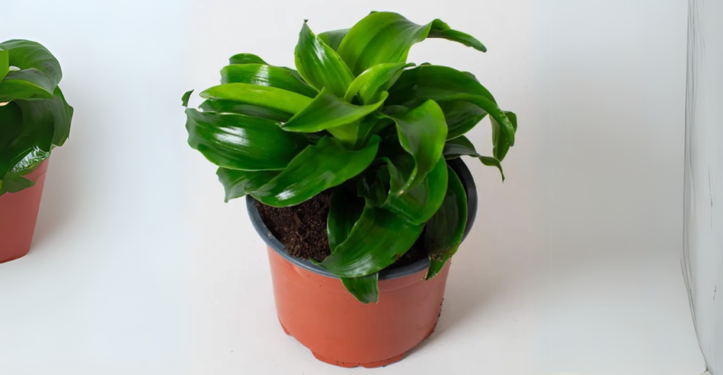 Como Prevenir Acidentes com Plantas Tóxicas?