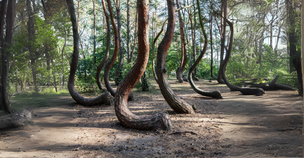 Crooked Forest: O Enigma dos Pinheiros Curvados