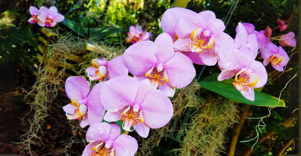 Escolha o Vaso Certo para orquídea: Transparência e Drenagem São Chaves