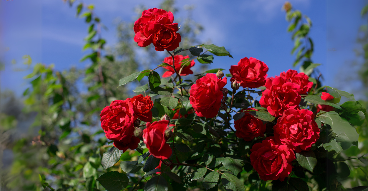 Roseiras em Casa: O Guia Definitivo Para Plantar e Ter Flores o Ano Todo