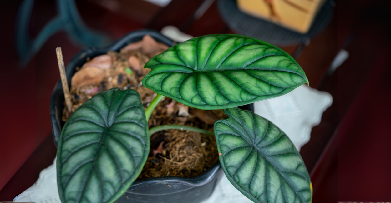 Alocasia Sempre Verdinha? Descubra os 5 Cuidados Essenciais