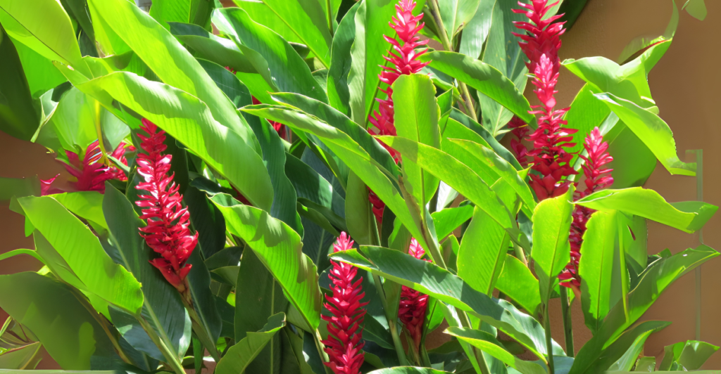 O que é a Alpinia Vermelha (Alpinia Purpurata)?