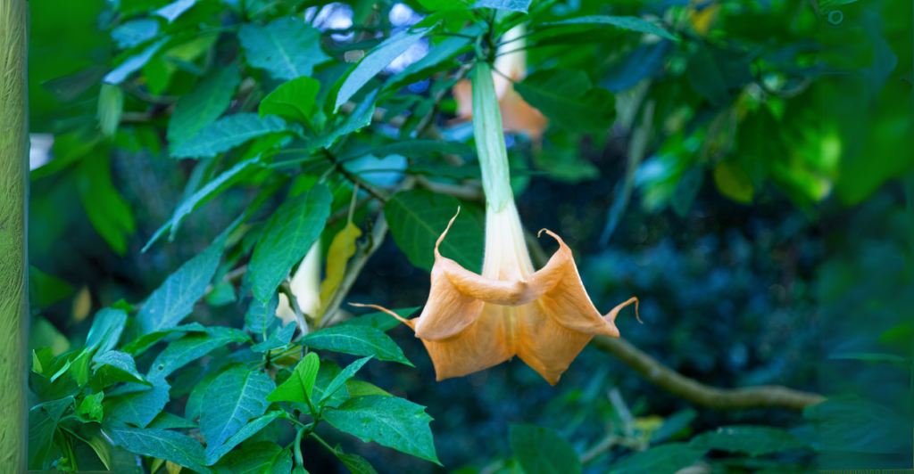 Características que tornam a flor trombeta especial