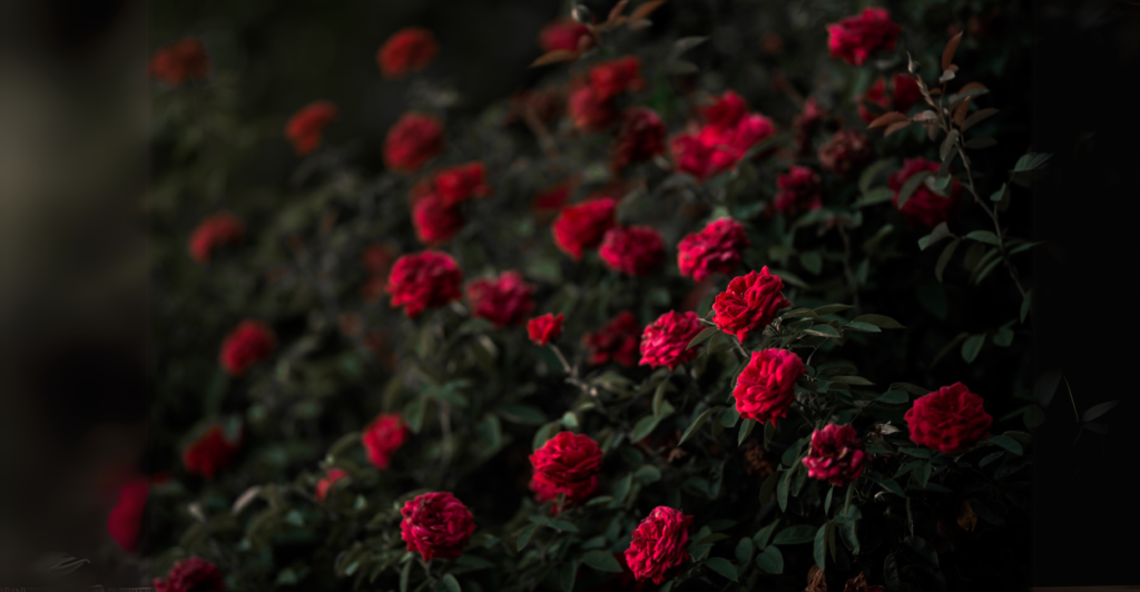 Como Cultivar Roseiras em Vasos