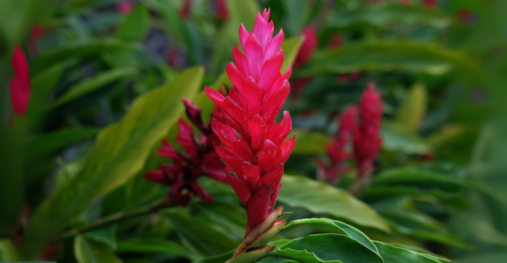 Por que a Alpinia Vermelha (Alpinia Purpurata) é tão popular no paisagismo?