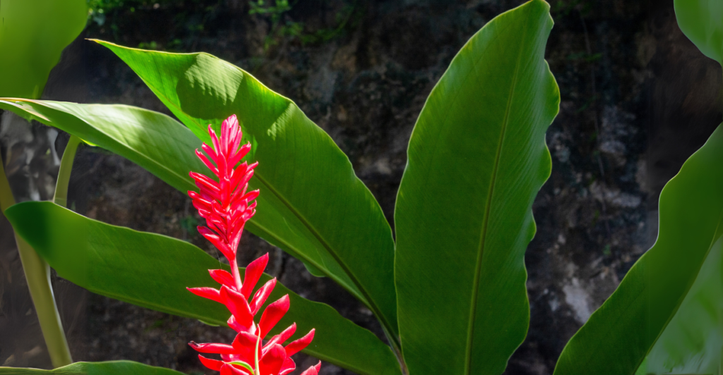 Como Cultivar a Alpinia Vermelha (Alpinia Purpurata)?