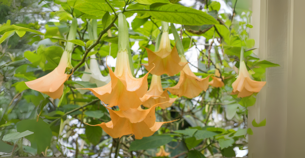 Curiosidades surpreendentes sobre a Flor Trombeta