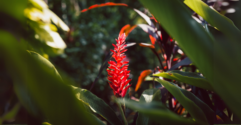 Como Multiplicar e Propagar a Alpinia Vermelha (Alpinia Purpurata)?