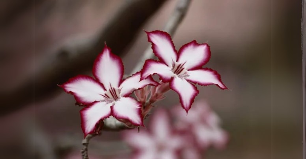 O Poder da Poda Foliar no Crescimento da Rosa do Deserto