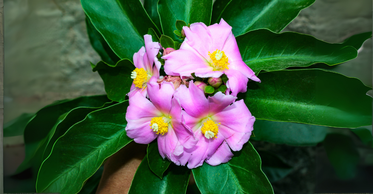 Como Cultivar Ora-Pro-Nóbis Dentro de Casa e Ter Colheita o Ano Todo