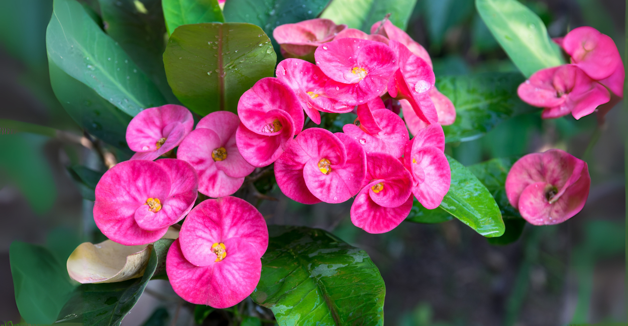 Coroa-de-Cristo – Conheça a Planta Resistente e Encantadora