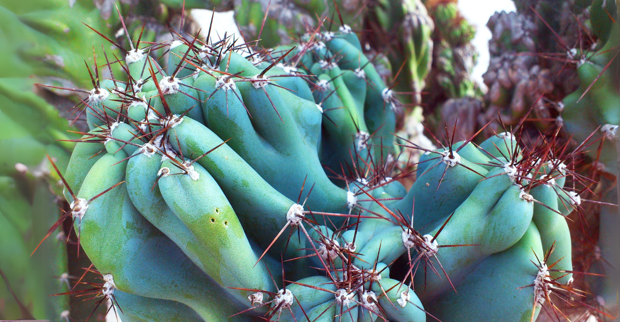 Cacto Monstro: O Segredo por Trás da Planta Exótica que Transformará sua Decoração