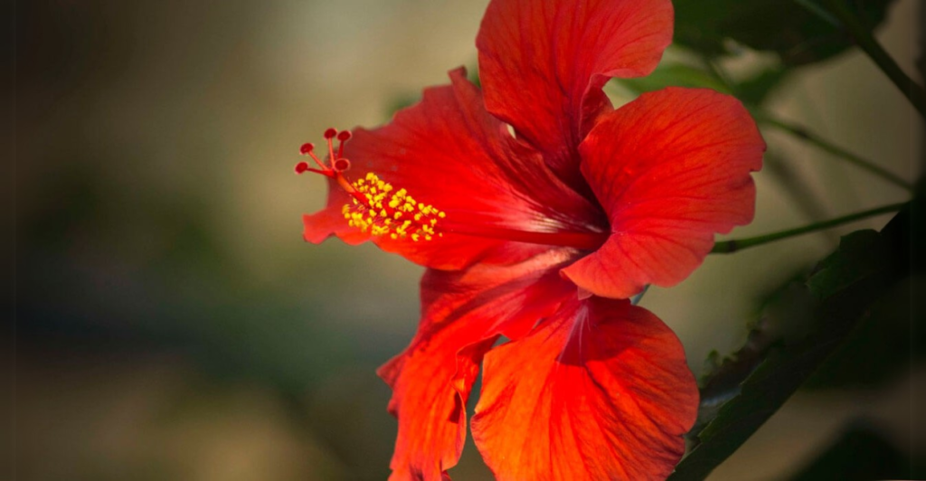 Flores Incríveis: hibisco