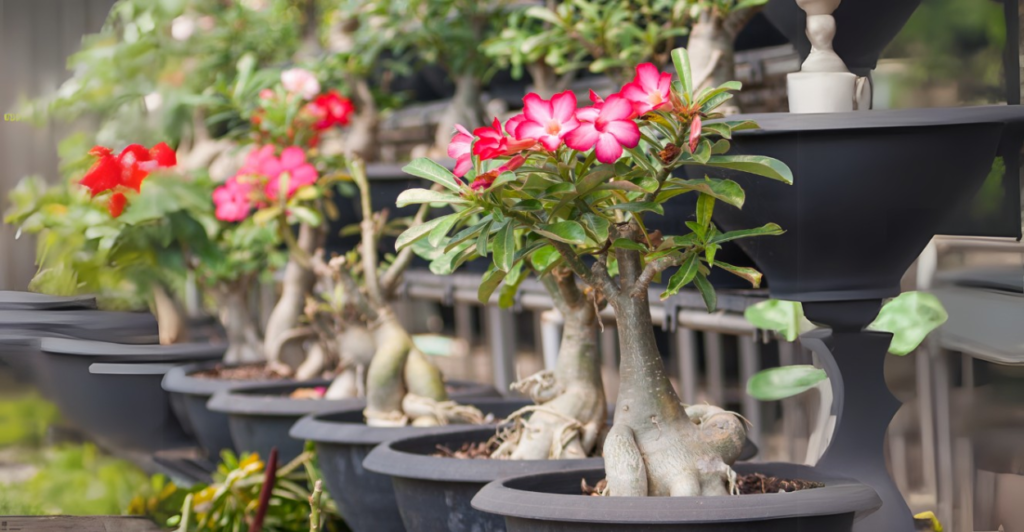 Como Prevenir Pragas e Doenças com sua Rosa do Deserto