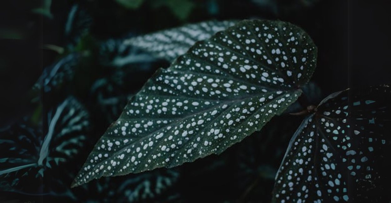 Begônia Maculata: O Segredo Para um Cultivo Perfeito e Sem Erros