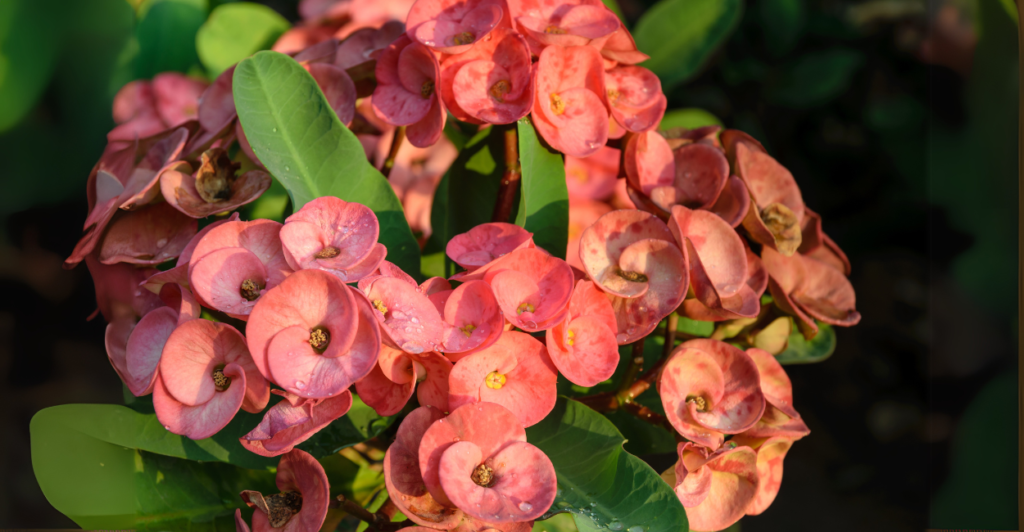 Como Cultivar e Cuidar da Planta Coroa-de-Cristo