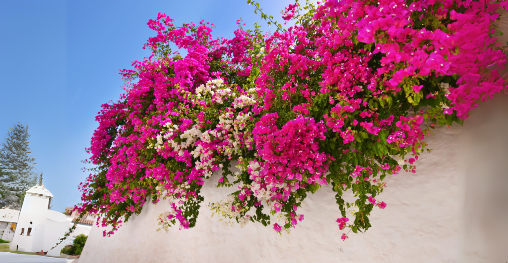 Escolha o Local Ideal para Plantar Bougainvillea