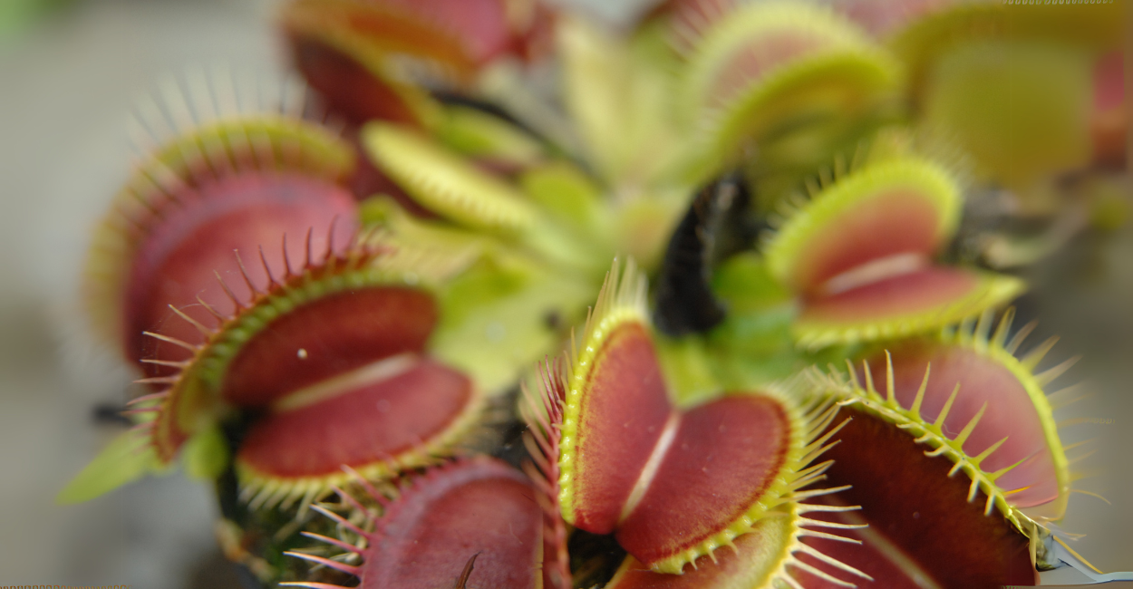 Como cuidar da Dionaea muscipula (Planta Carnívora Dioneia)