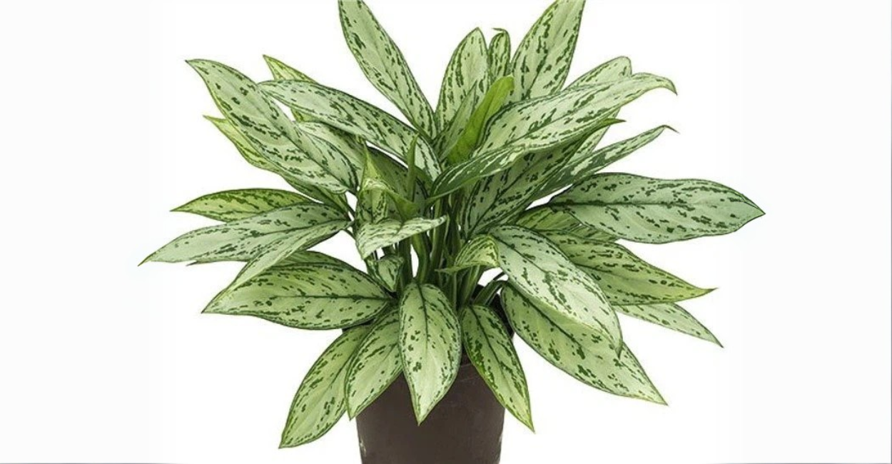 Aglaonema: A Planta Exótica que Transforma Qualquer Ambiente Interno