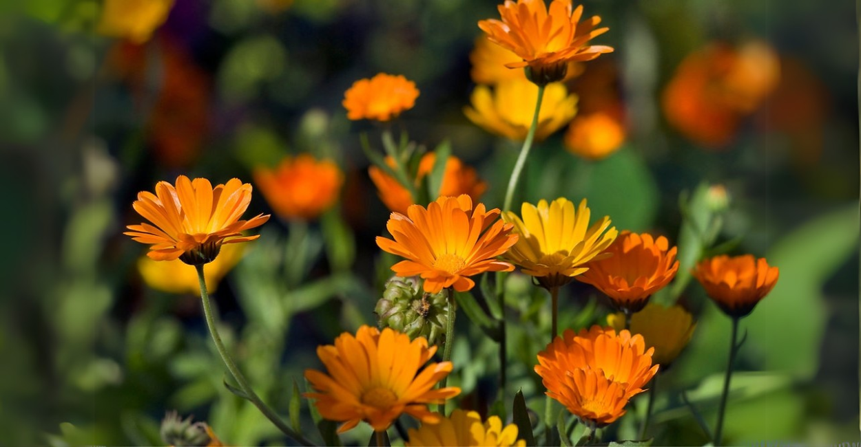 10 Flores Incríveis Que Vão Manter Seu Jardim Colorido o Ano Inteiro ð¸ð¿