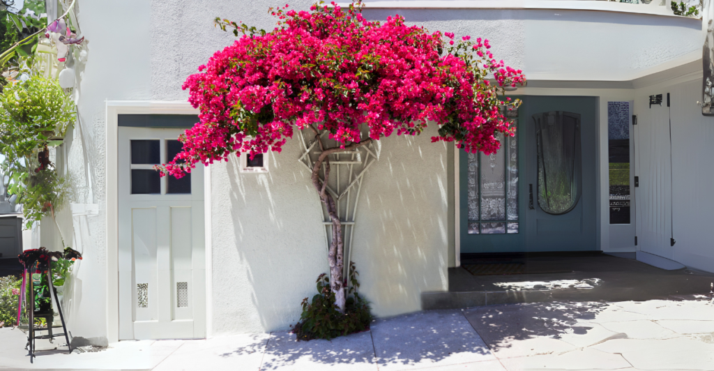 A Relação com Polinizadores da Bougainvillea (Primavera)