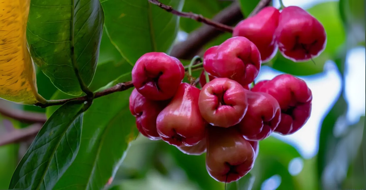 Pomarrosa na Gastronomia: Descubra Como Usar os Frutos e Folhas na Cozinha