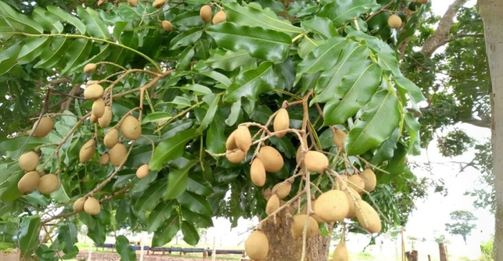 Baru: Uma Nova Era para o Agronegócio Brasileiro