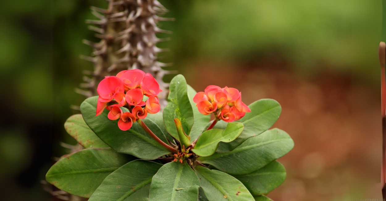 Para Que Serve a Planta Coroa-de-Cristo?