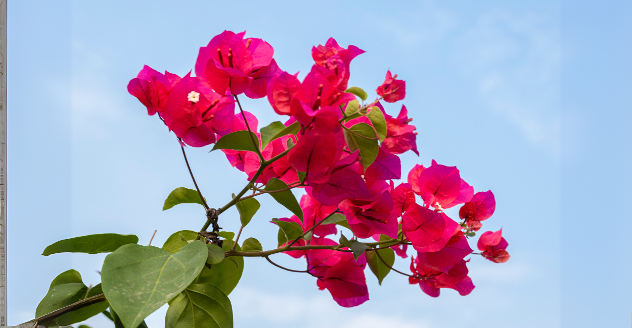 Descubra os 5 Segredos para Manter sua Bougainvillea Sempre Verde e Florida o Ano Todo!