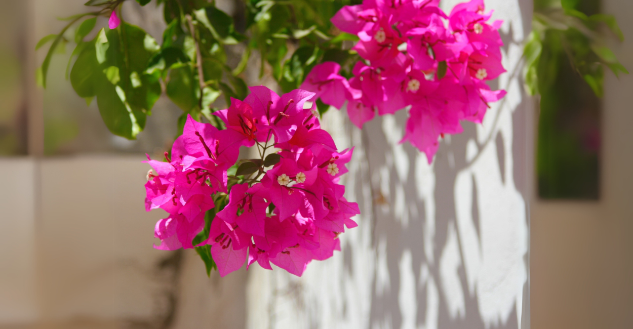 A Ilusão das Flores da Bougainvillea (Primavera)