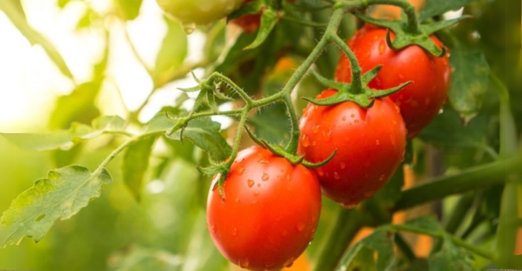 Como Plantar Tomates Cereja – O Início Perfeito