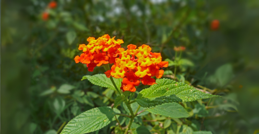 O Que é a Lantana e Por Que Ela se Destaca?