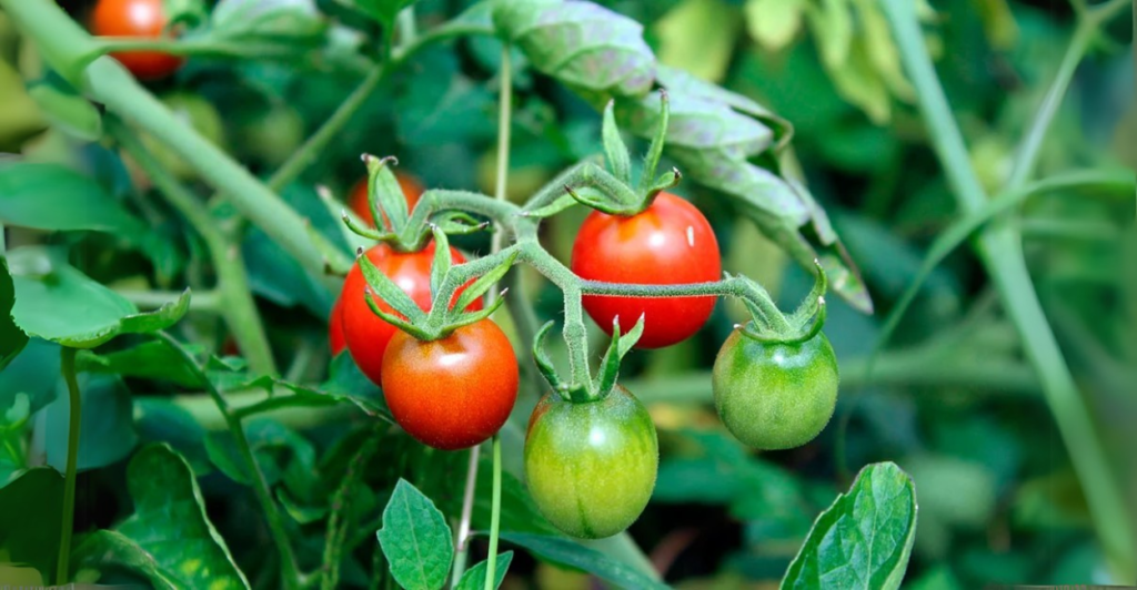 Nutrição e Adubação: Como Garantir uma Produção Contínua para os tomates cereja