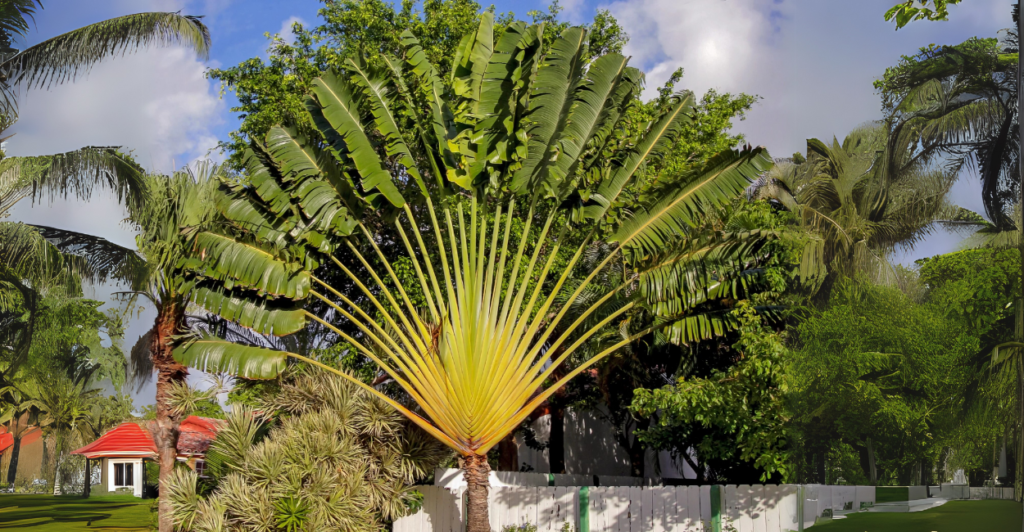 Plantas de Fachada: Ravenala