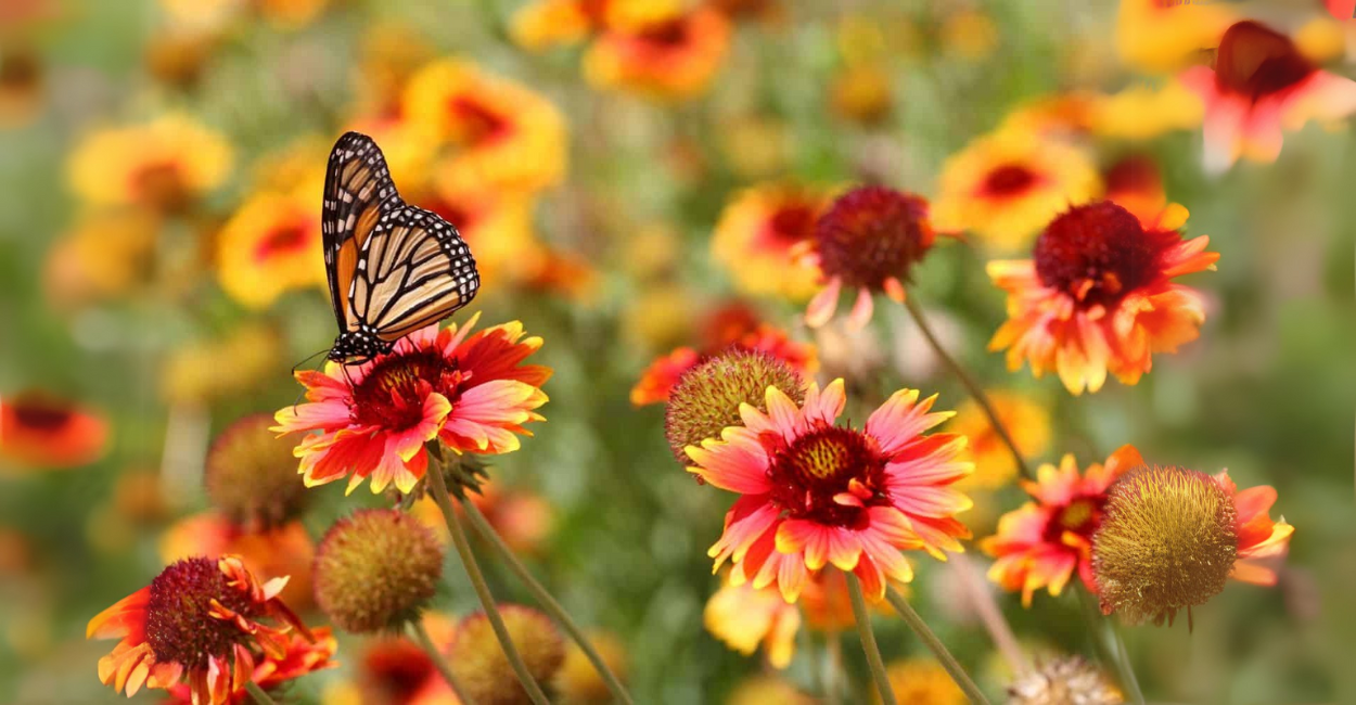 Segredo dos Jardineiros: 1 Copo Dessa Mistura Faz Suas Plantas Explodirem em Flores