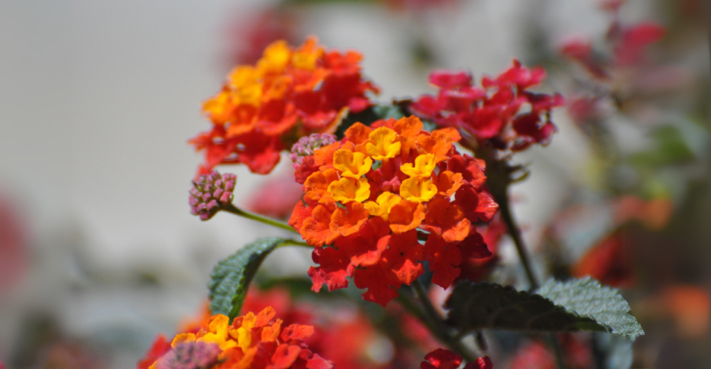 Como Cultivar Lantanas de Forma Eficiente