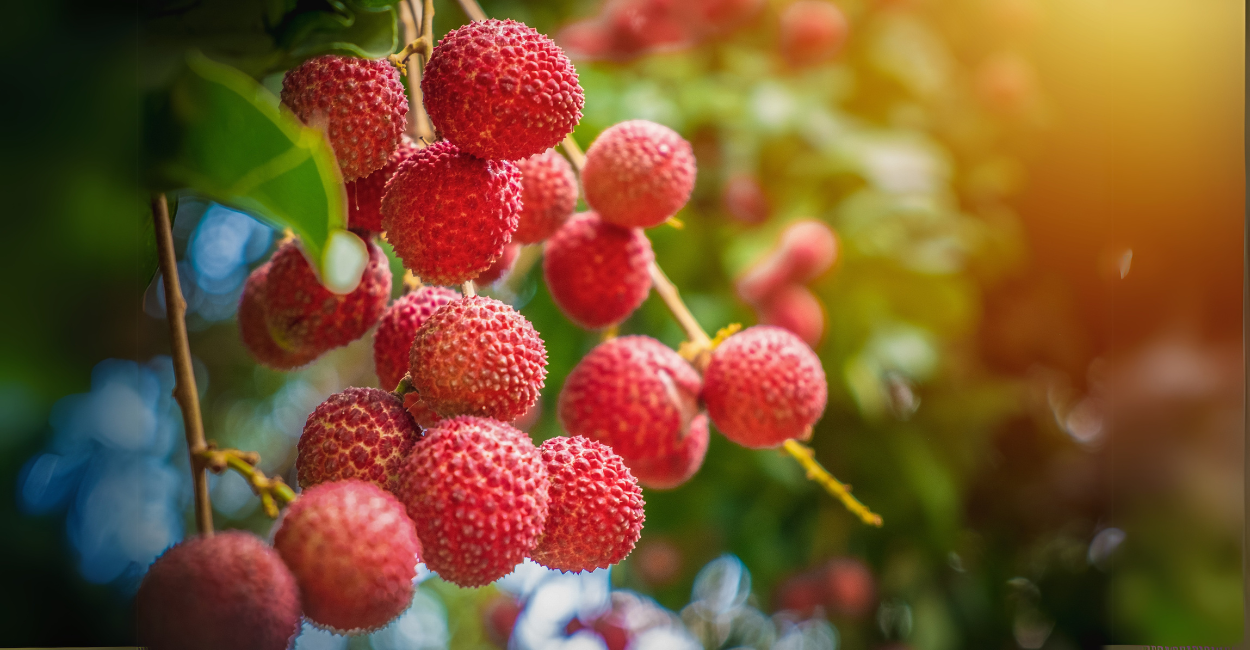 Descubra o Segredo Chinês: Como Cultivar Lichia em Casa e Colher Frutos por Mais de 100 Anos!