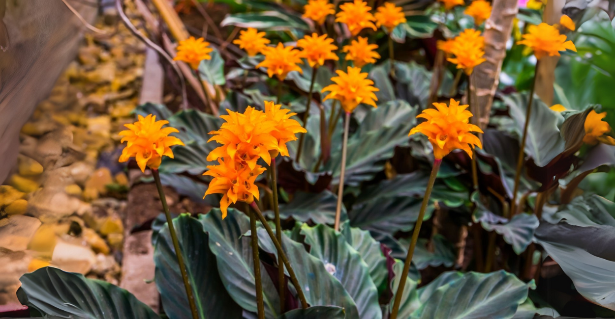 Chama-eterna: O Segredo das Flores que Brilham por 3 Meses e Como Cultivá-las em Casa