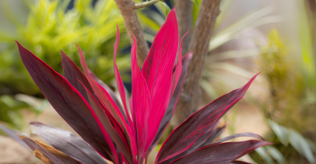 Como Usar a Dracena Rubra em Diferentes Estilos de Jardim