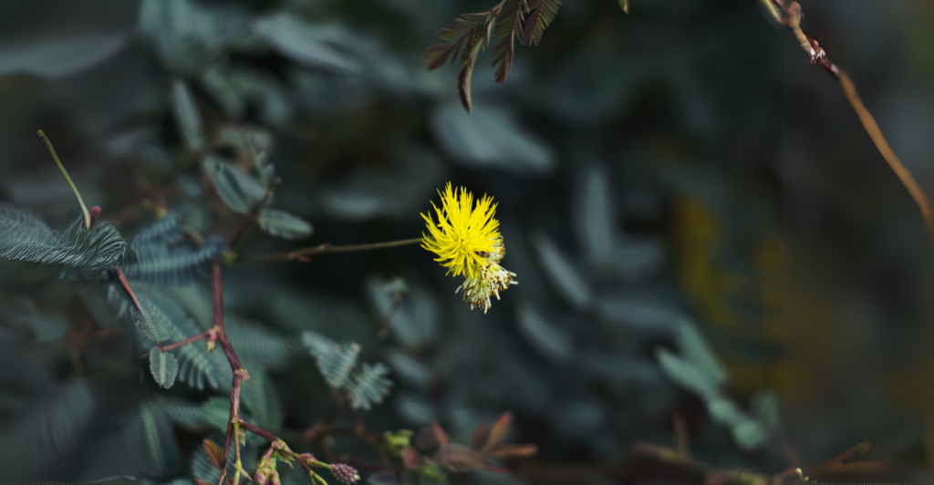Cuidados Diários com a Neptunia Oleracea