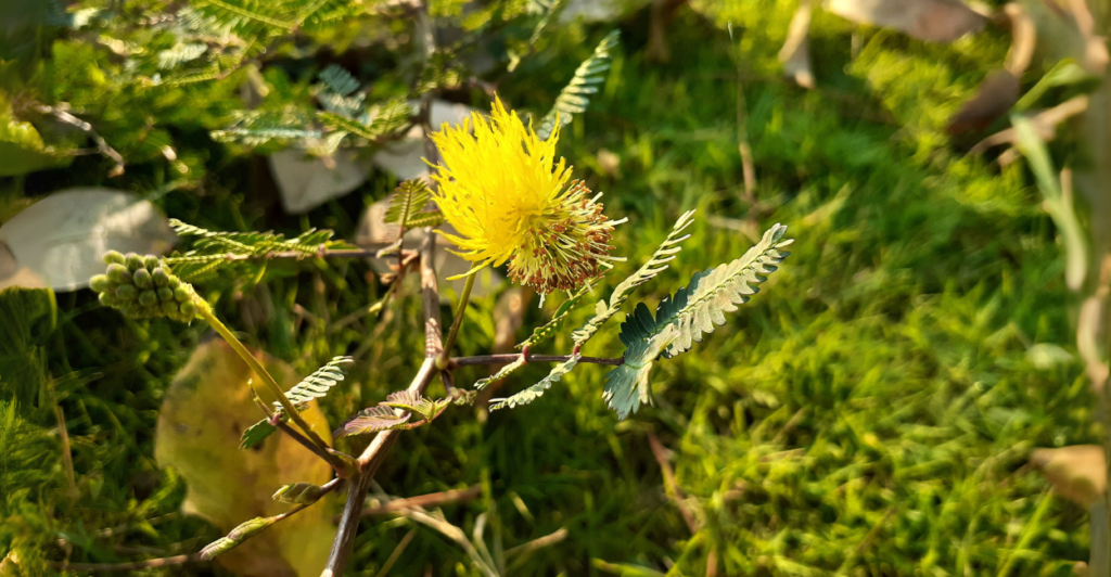 Como Cultivar a Neptunia Oleracea em Casa