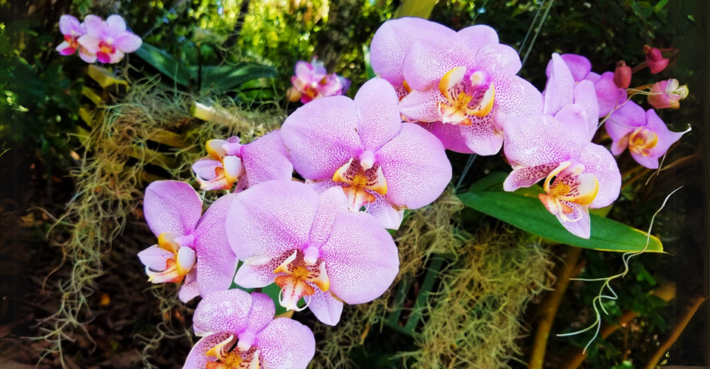 Conclusão: O Truque Simples que Faz Suas Orquídeas Florescerem Mais