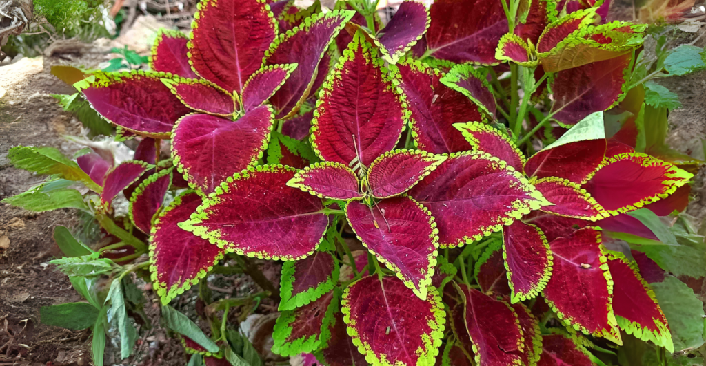 Dicas Extras Para Deixar Seu Coleus Ainda Mais Bonito