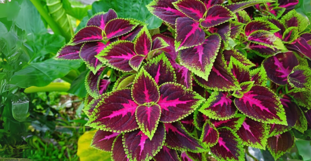 Como Cultivar o Coleus: Passo a Passo