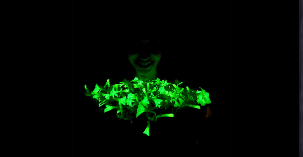 Benefícios da Planta Brilhante no Jardim (Petunia Firefly)