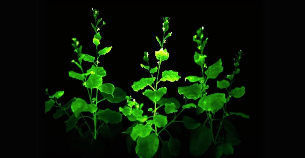 Como Cultivar a Petunia Firefly?