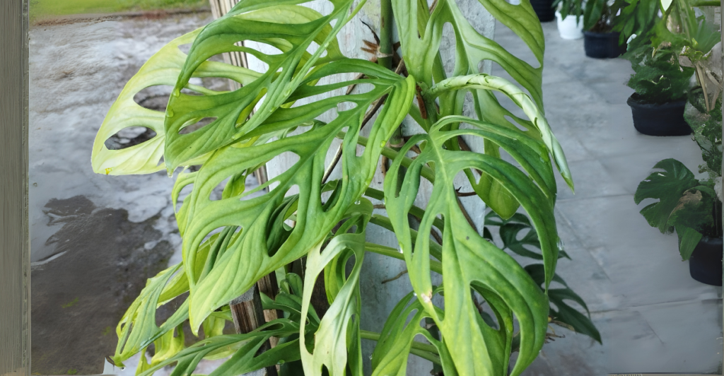 O que é a Monstera Adansonii e por que suas folhas têm buracos?