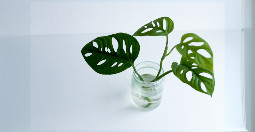 Como cuidar da Monstera Adansonii?